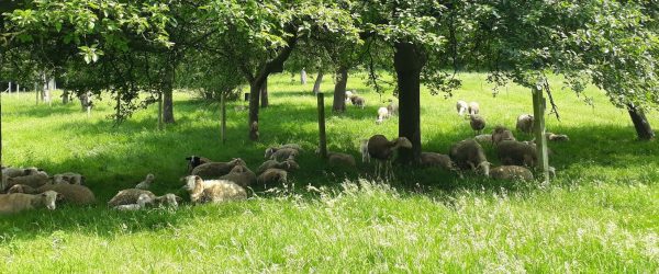 Bien-être animal et permis du Bercail