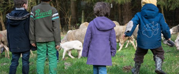 Cycle d’animations – Le monde des moutons et de l’élevage de brebis laitières