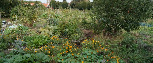 Mode d’agriculture au Jardin Collectif