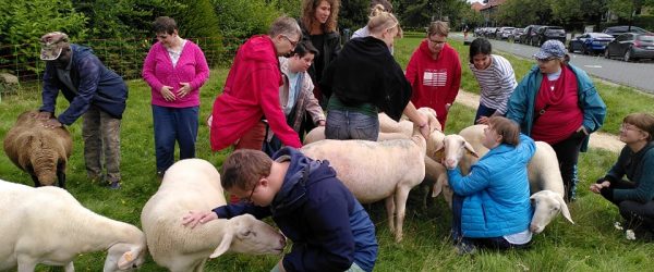 Jeu de piste – La découverte des moutons et du projet écopaturage