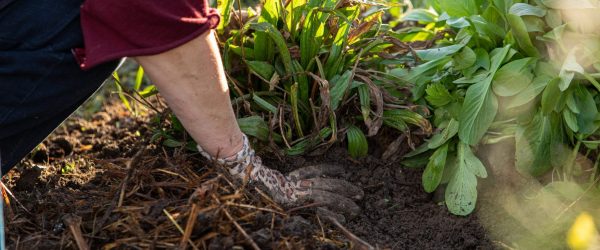 Chantiers collectif au maraichage et aromatique