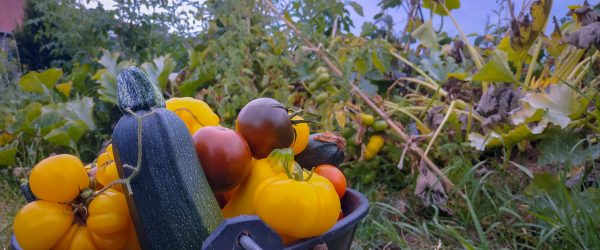 Légumes en vente ponctuelle