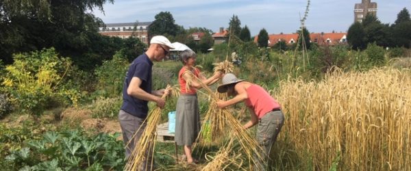 Les chantiers collectifs du Jardin Collectif