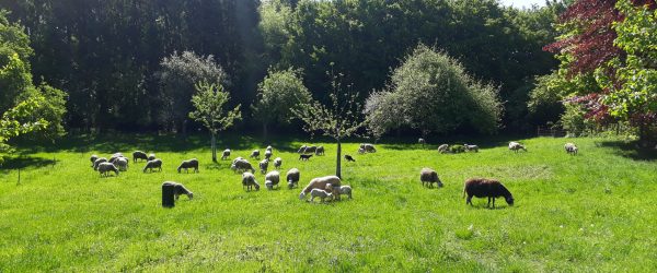 Formation/stage bénévole agricole – élevage et fromagerie