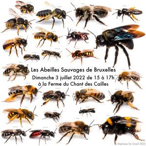 Venez découvrir le monde fascinant des abeilles sauvages de la région bruxelloise au travers d'un atelier éducatif et d'une promenade à la Ferme du Chant des Cailles. On parlera de leur diversité, de leur importance pour la nature et l'agriculture, mais aussi de leur mode de vie, de la meilleure façon de les aider, de leur identification et bien d'autres choses. Et évidemment, nous répondrons à toutes les questions que vous pourriez avoir sur les abeilles ! Nous parlerons mais tenteront aussi de les observer et identifier sur les fleurs du jardin (si la météo le permet). Ouvert à tout public qui s'intéressent aux abeilles, à la pollinisation, aux insectes en général. Un système d’inscription est prévu sur place près du dôme central