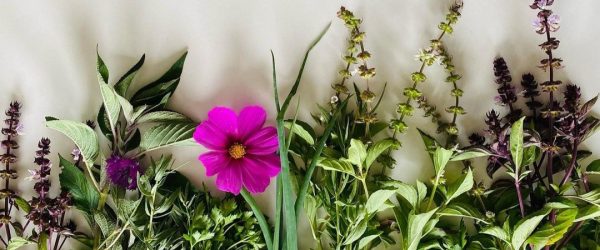 Formation/stage bénévole agricole – aromatiques