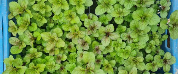 Atelier Aromatiques #5 – Boutures et divisions, multipliez vos plantes aromatiques