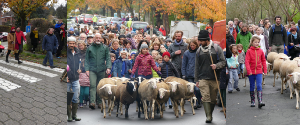 Transhumance annuelle vers le Bercail 🐏🐏🐕🐏🚶‍♀🚶‍♂🐏🐏🐏