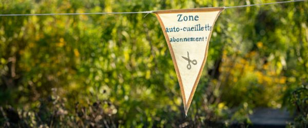 Auto-récolte d’aromatiques