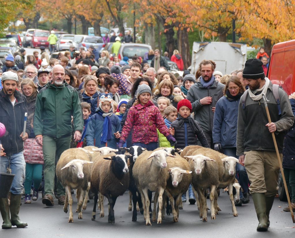 transhumance