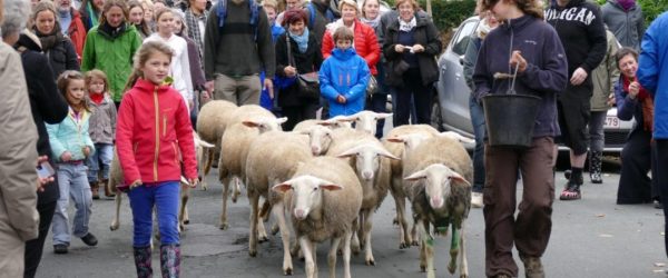 Transhumance annuelle ce 19 octobre !