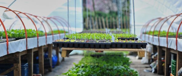 Commandez vos plants !